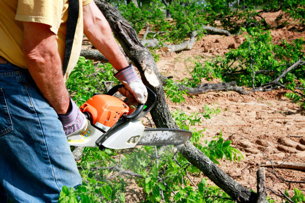 Trusted Norco, CA Tree Service Experts